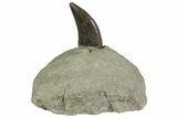 Rare, Serrated, Megalosaurid (Marshosaurus) Tooth - Colorado #173071-1